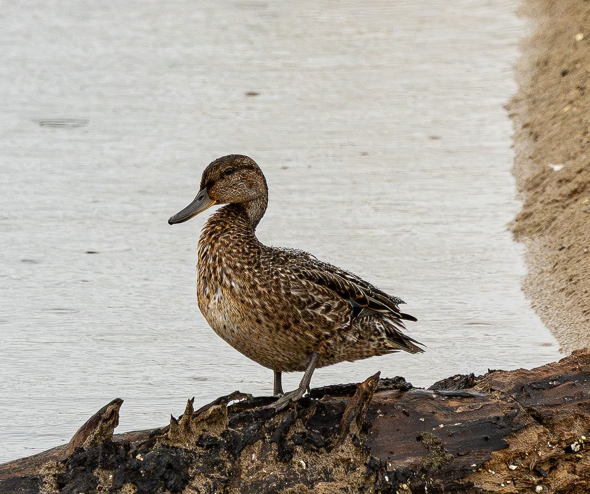 Green-winged Teal (Eurasian) - ML643080119