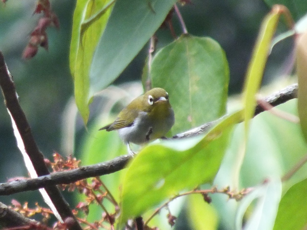 Hume's White-eye - ML643080126