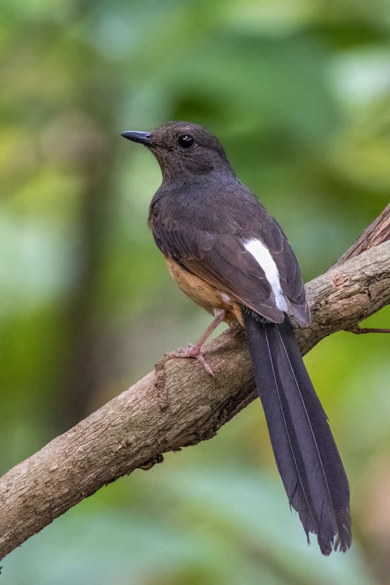 White-rumped Shama - ML643080128