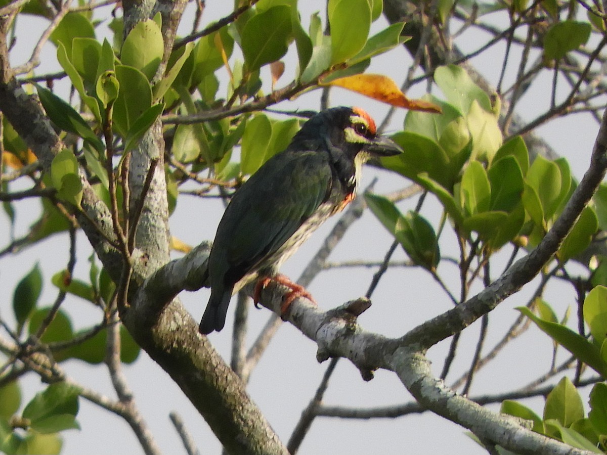 Coppersmith Barbet - ML643080149