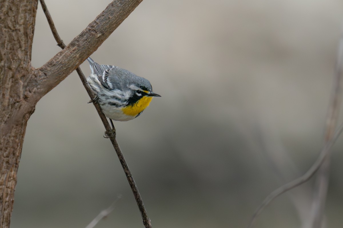 Yellow-throated Warbler - ML643080152