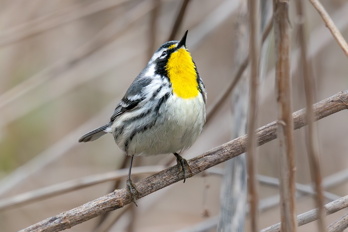 Yellow-throated Warbler - ML643080153