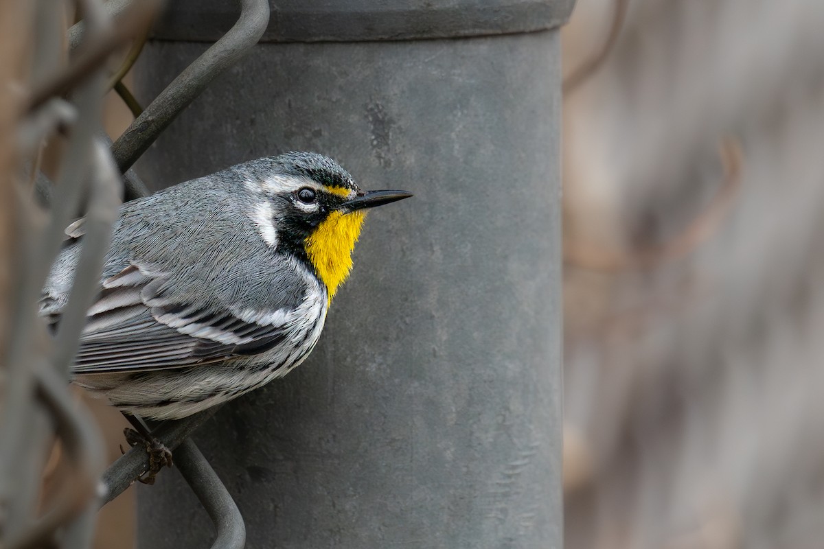 Yellow-throated Warbler - ML643080154