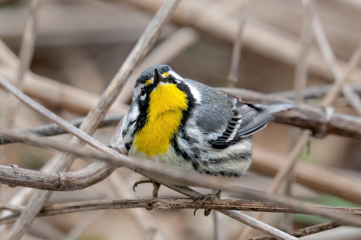 Yellow-throated Warbler - ML643080155
