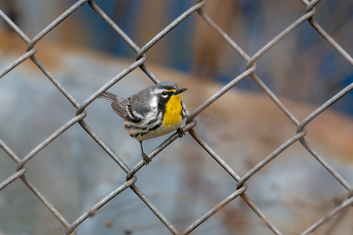 Yellow-throated Warbler - ML643080157