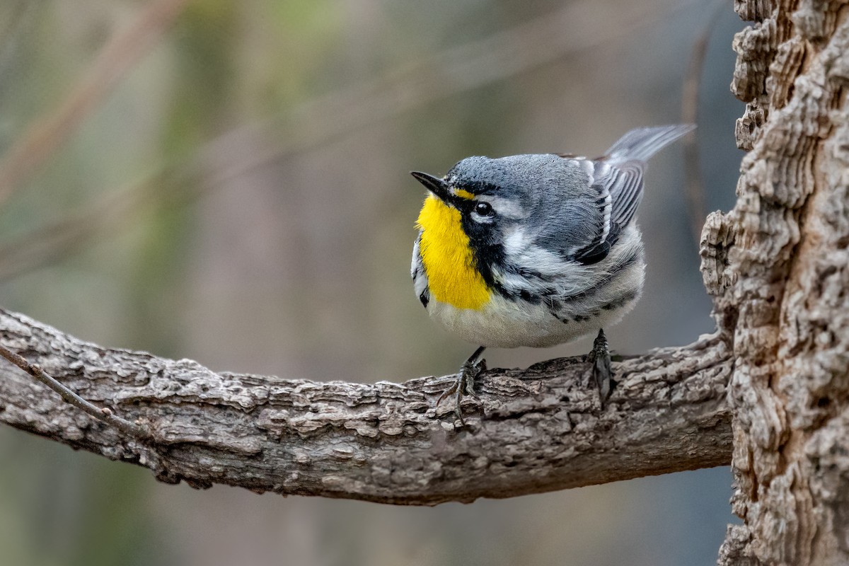 Yellow-throated Warbler - ML643080158