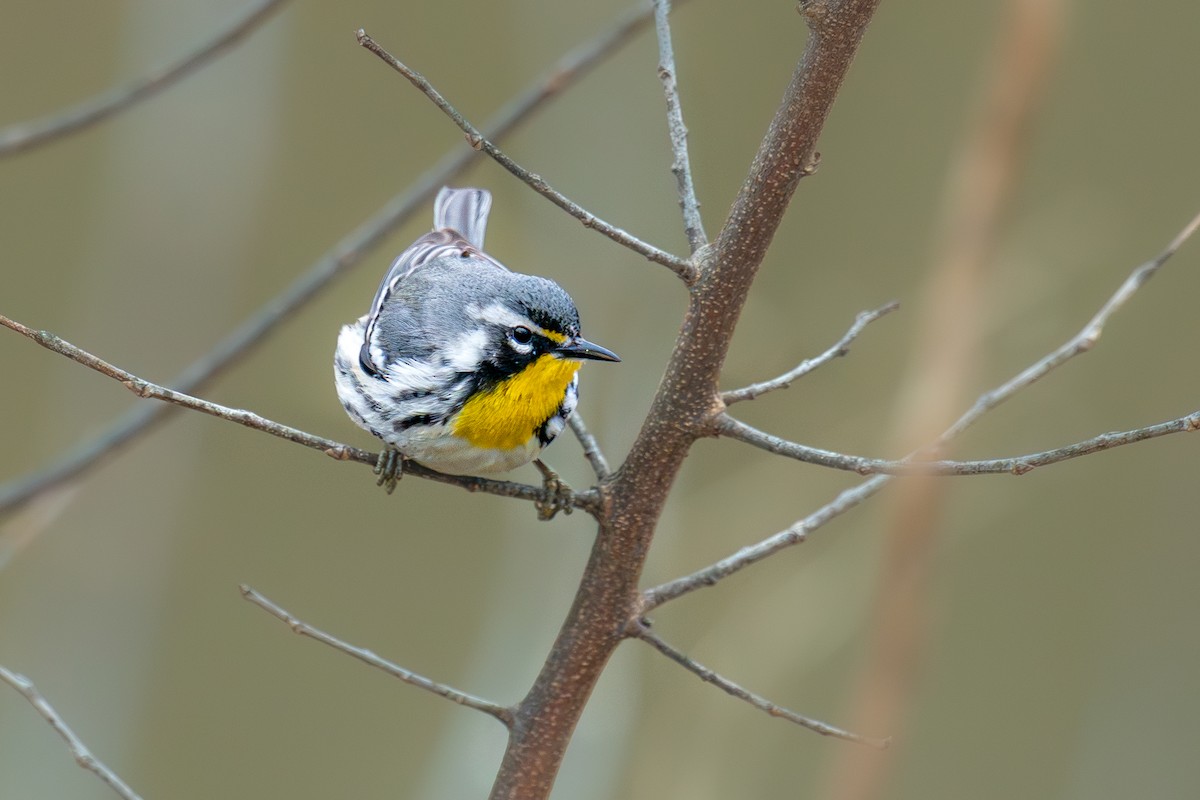 Yellow-throated Warbler - ML643080159