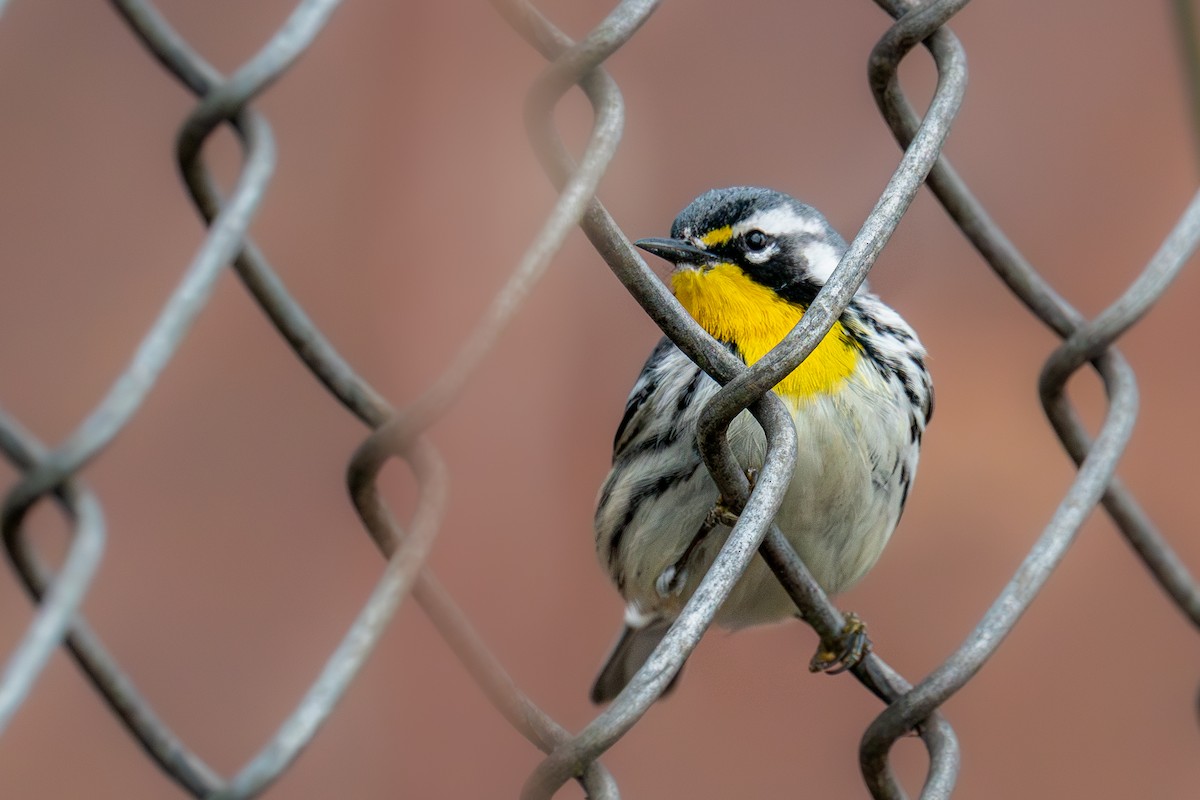 Yellow-throated Warbler - ML643080160
