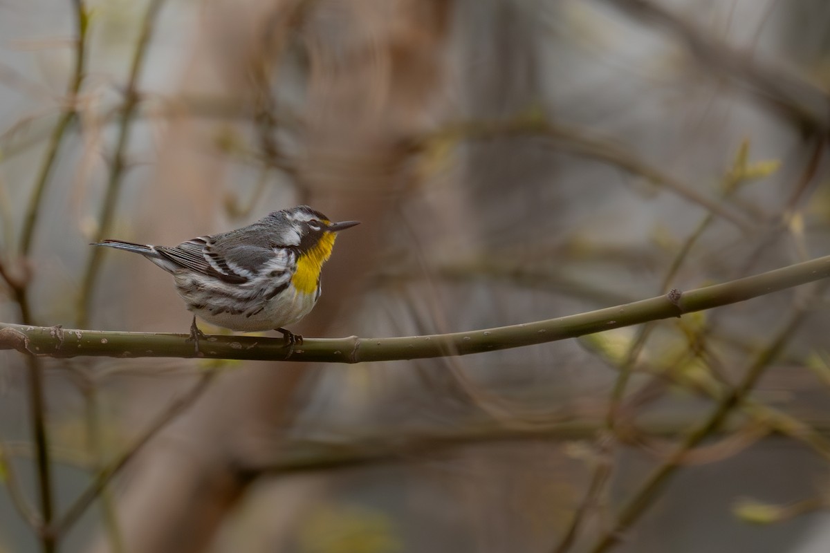 Yellow-throated Warbler - ML643080161