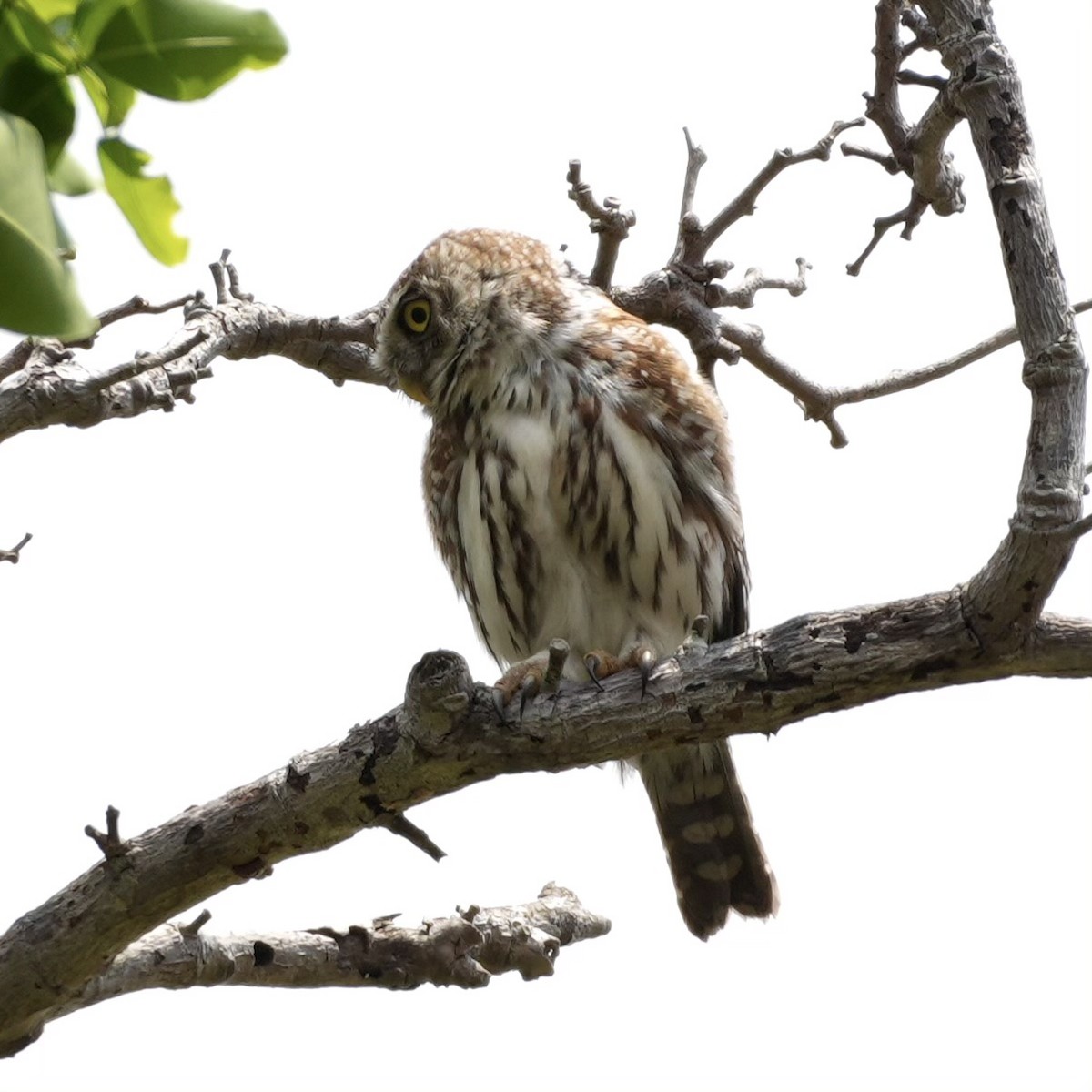 Pearl-spotted Owlet - ML643080162