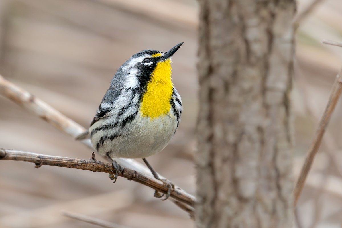 Yellow-throated Warbler - ML643080163