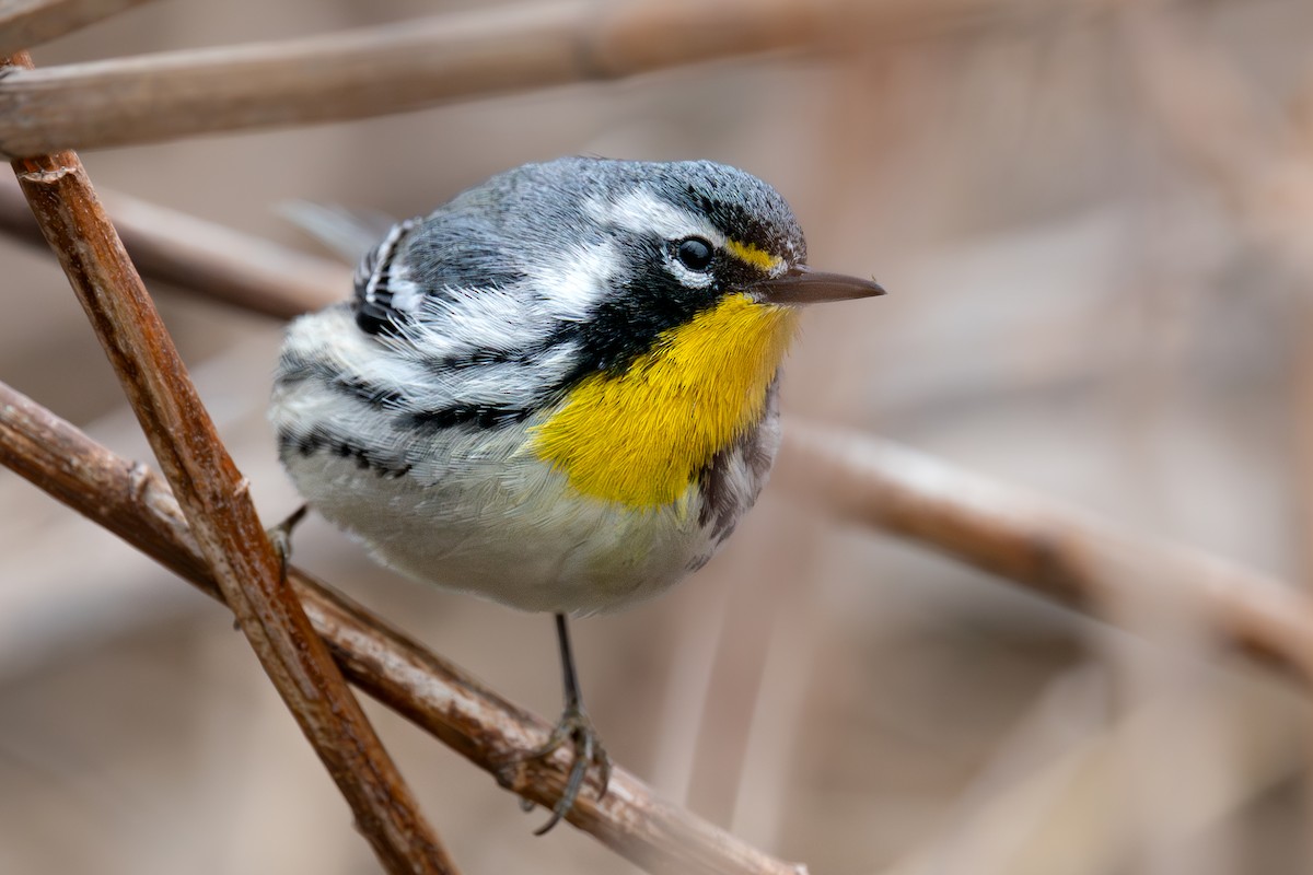 Yellow-throated Warbler - ML643080164