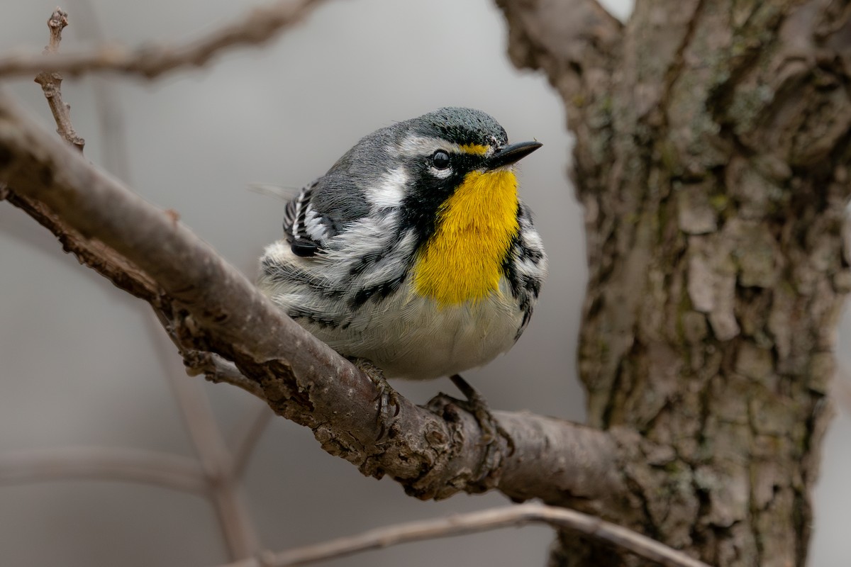 Yellow-throated Warbler - ML643080165