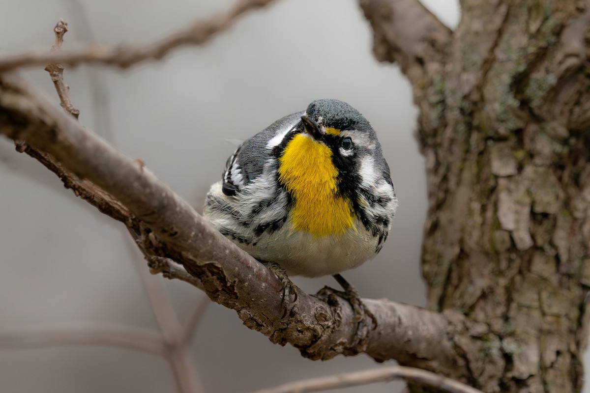 Yellow-throated Warbler - ML643080166