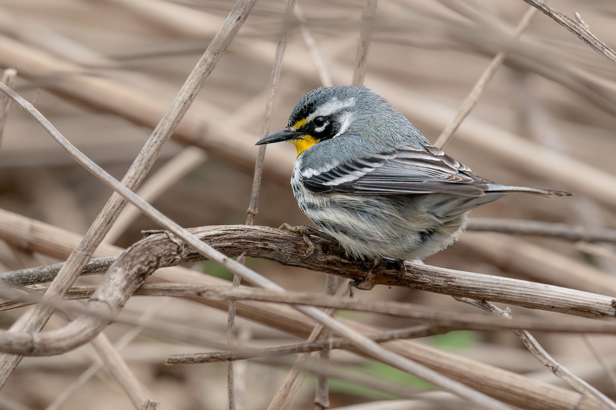 Yellow-throated Warbler - ML643080167