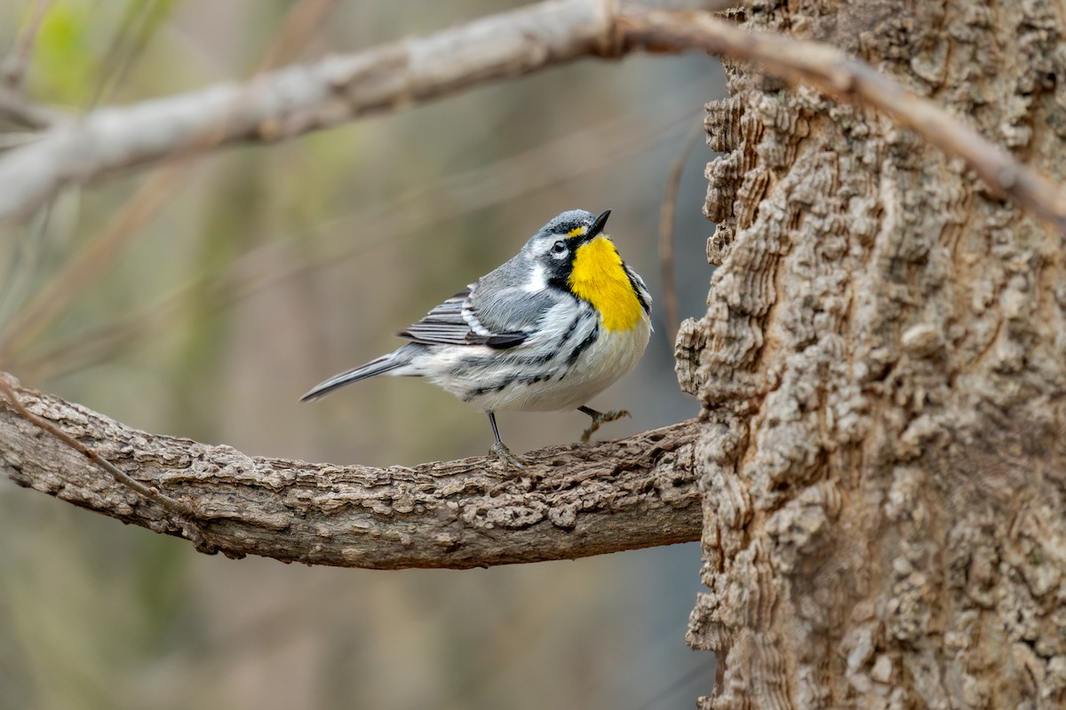 Yellow-throated Warbler - ML643080169
