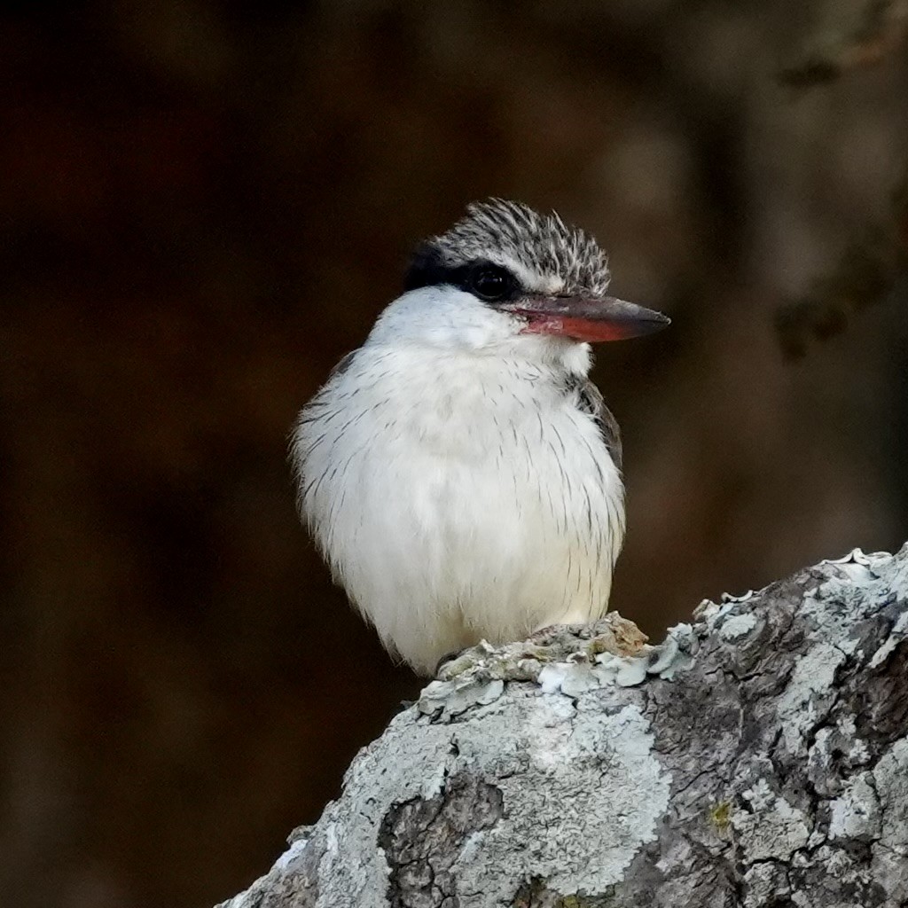 Striped Kingfisher - ML643080176
