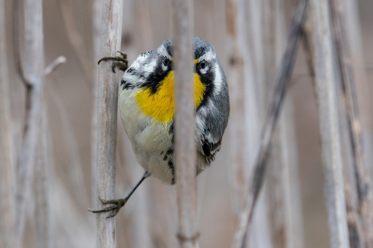 Yellow-throated Warbler - ML643080178