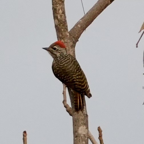 Cardinal Woodpecker - ML643080180