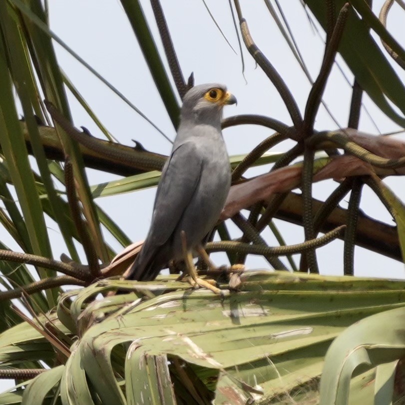 Gray Kestrel - ML643080193