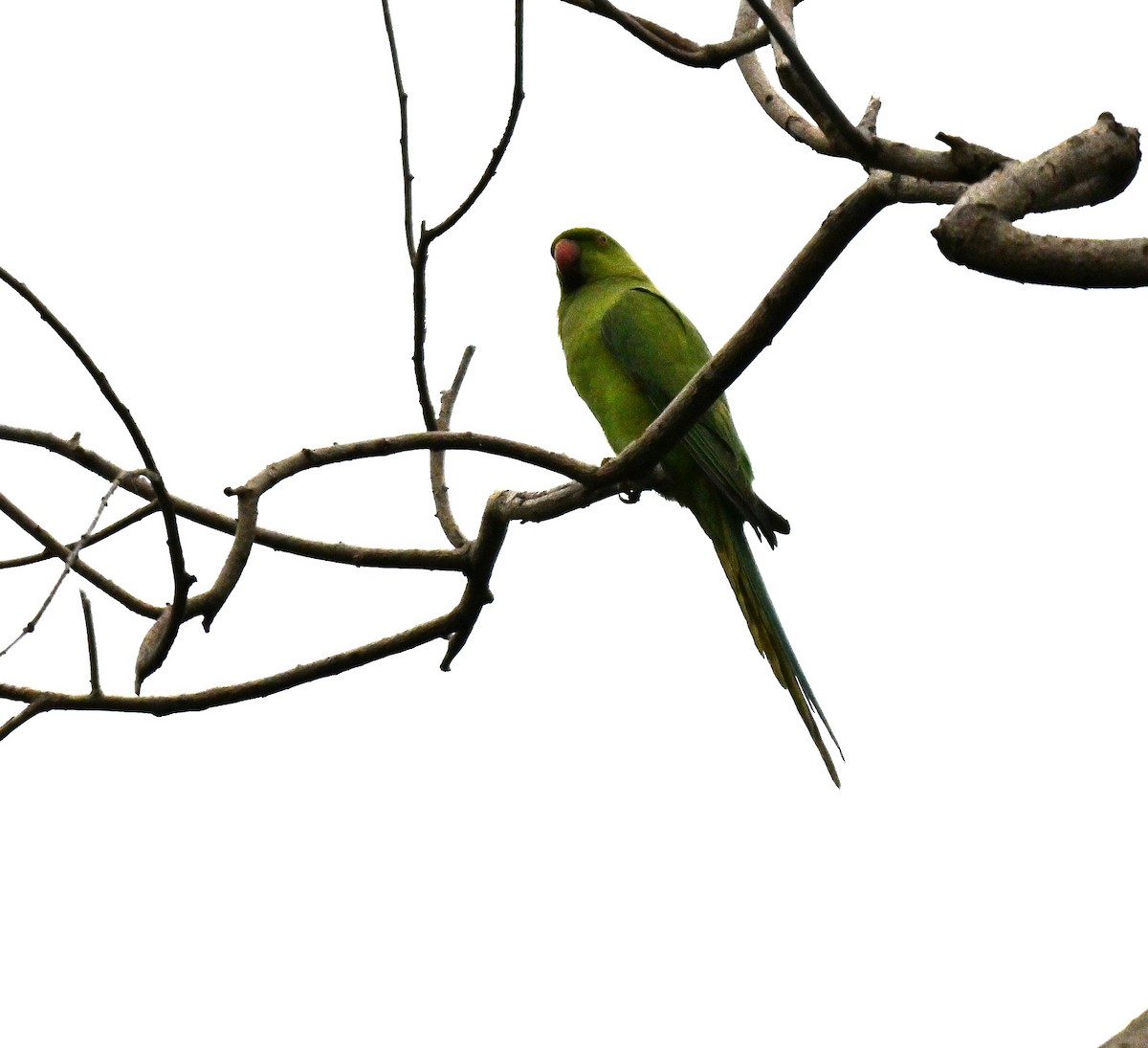 Rose-ringed Parakeet - ML643080197