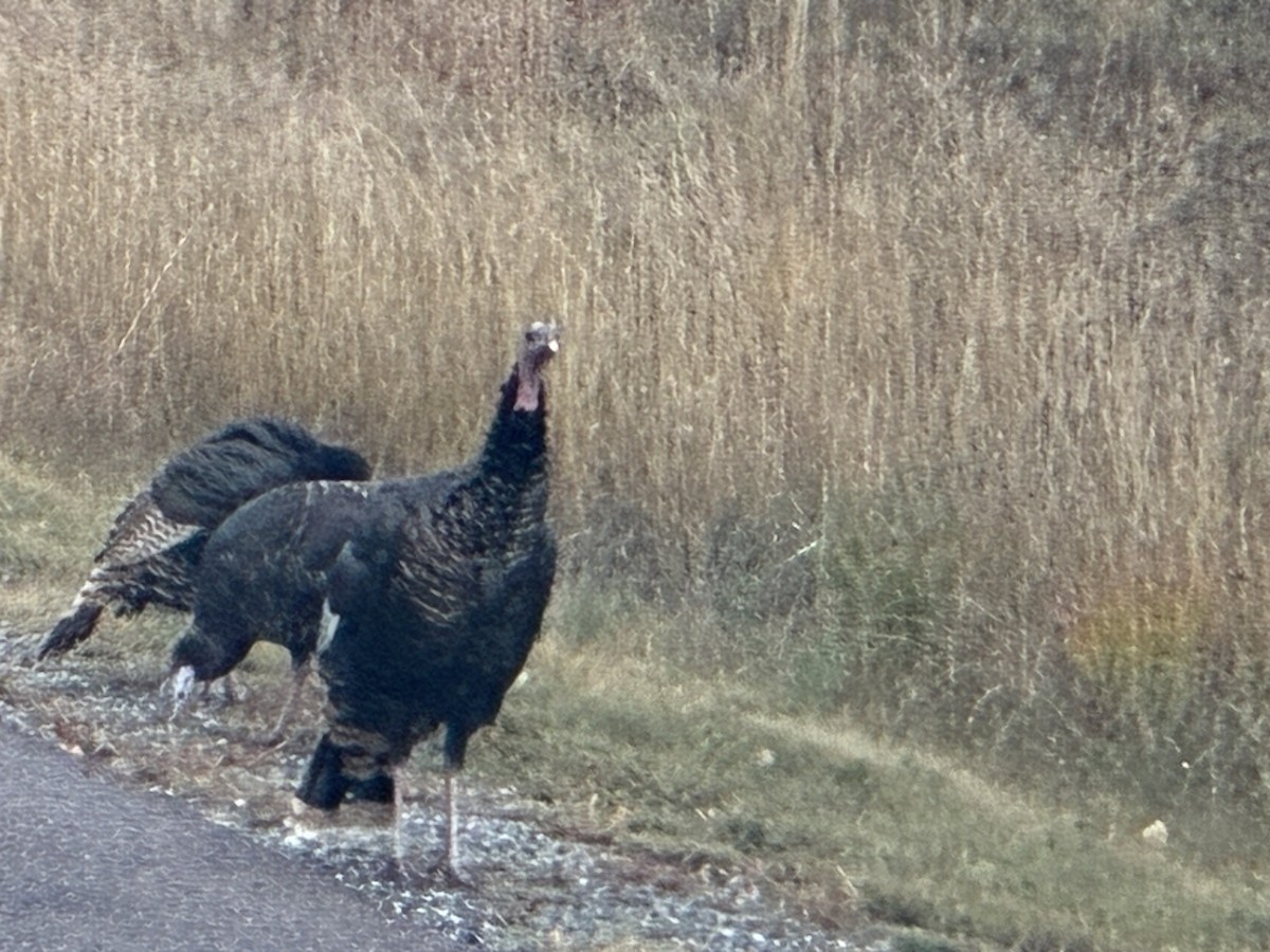 Wild Turkey - ML643080200