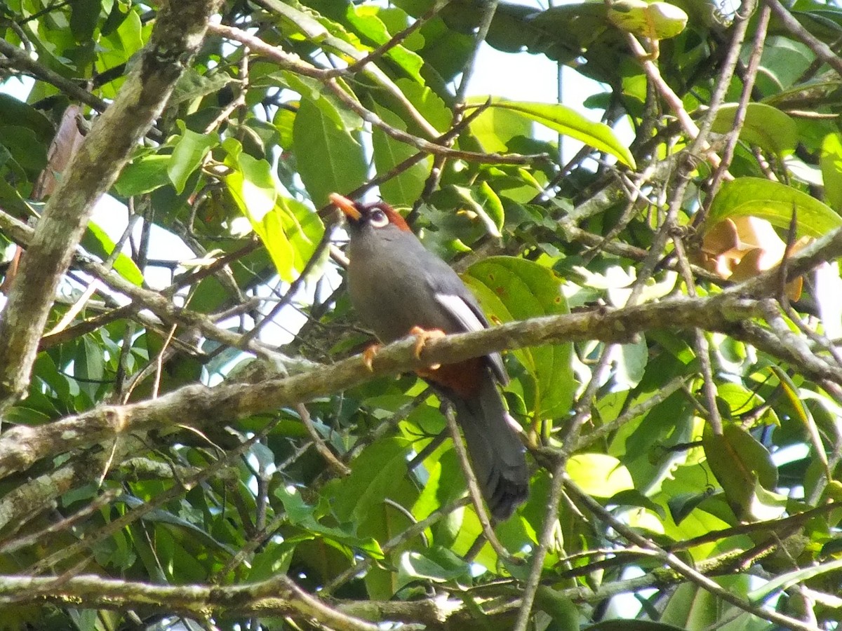 Chestnut-capped Laughingthrush - ML643080201