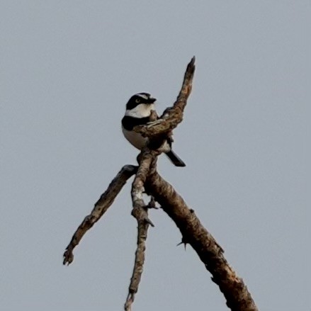 Eastern Black-headed Batis - ML643080204