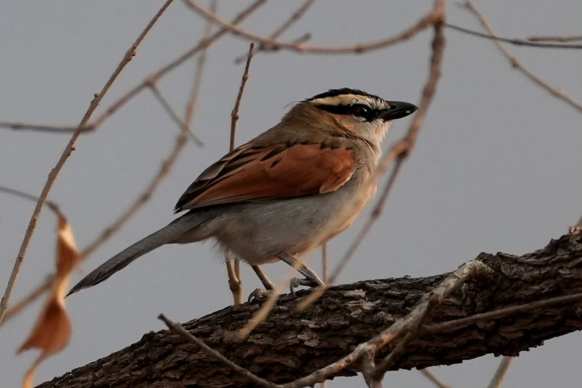 Black-crowned Tchagra - ML643080208