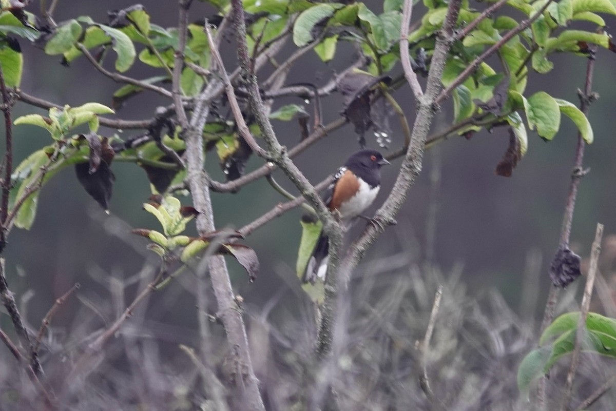 Spotted Towhee (oregonus Group) - ML643080231