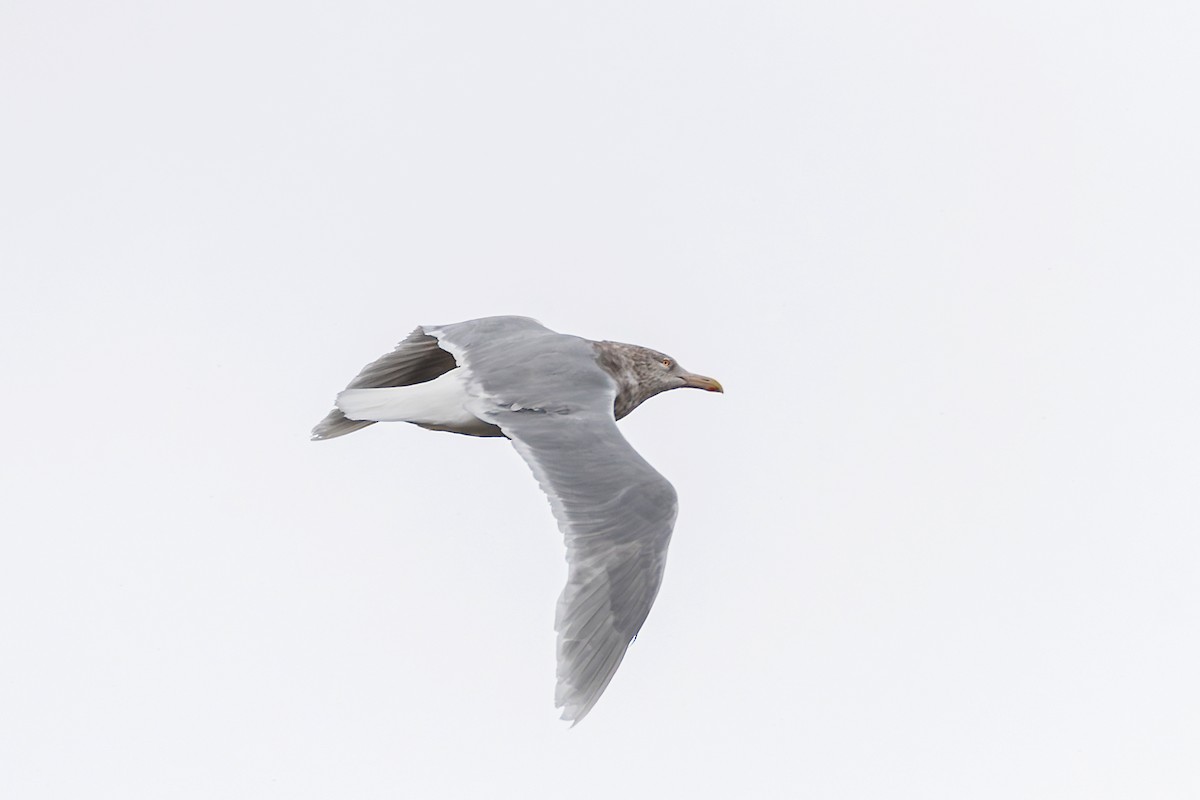 polarmåke - ML643080237