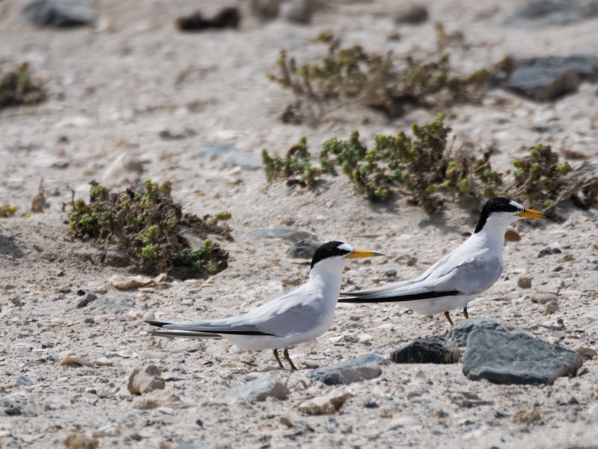 Saunders's Tern - ML643080246