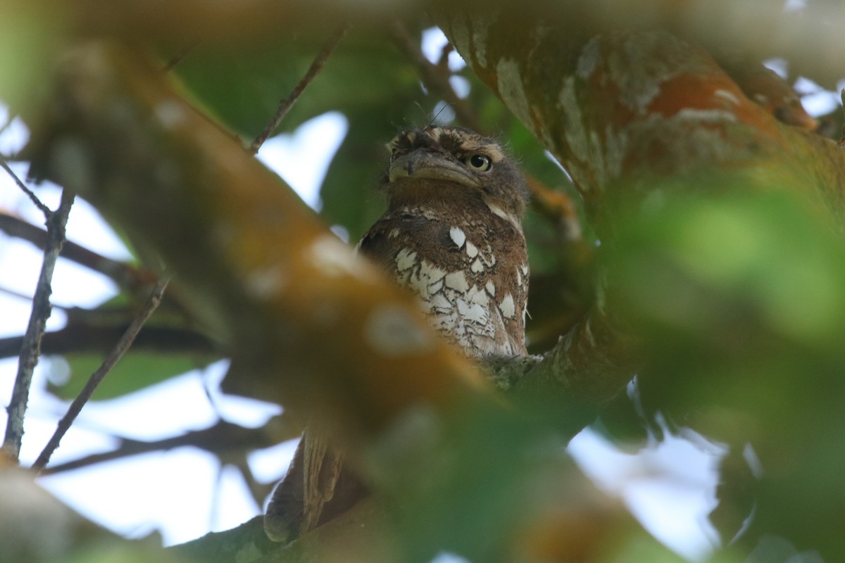 Javan Frogmouth - ML643080247