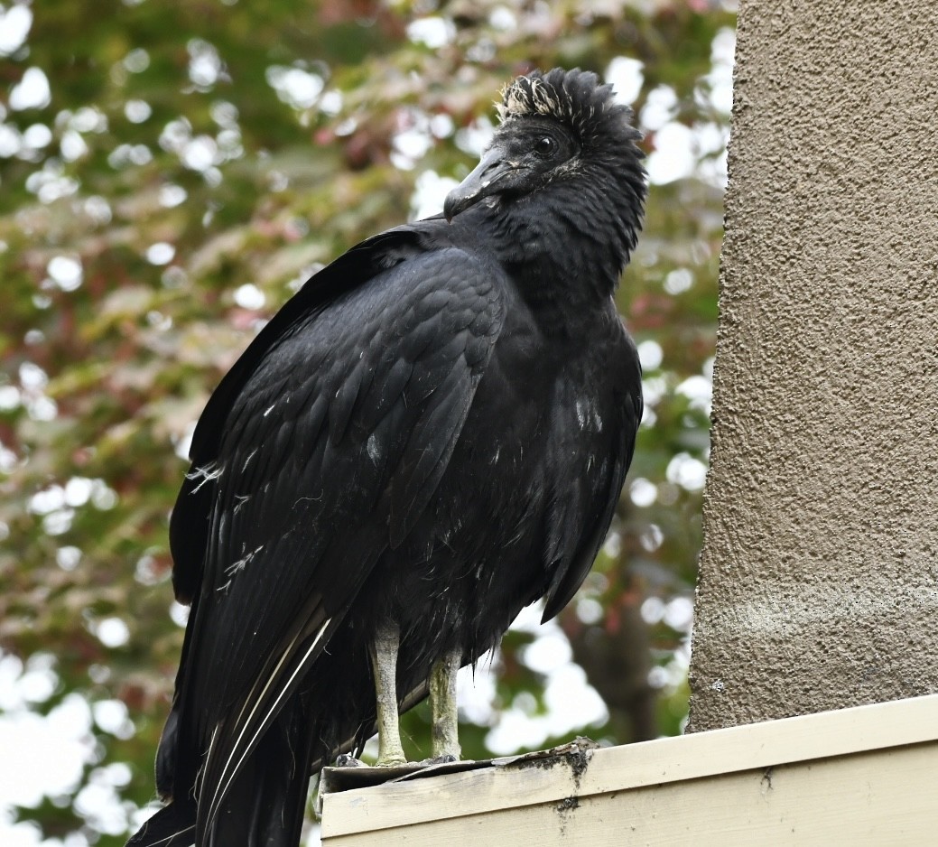Black Vulture - ML643080280