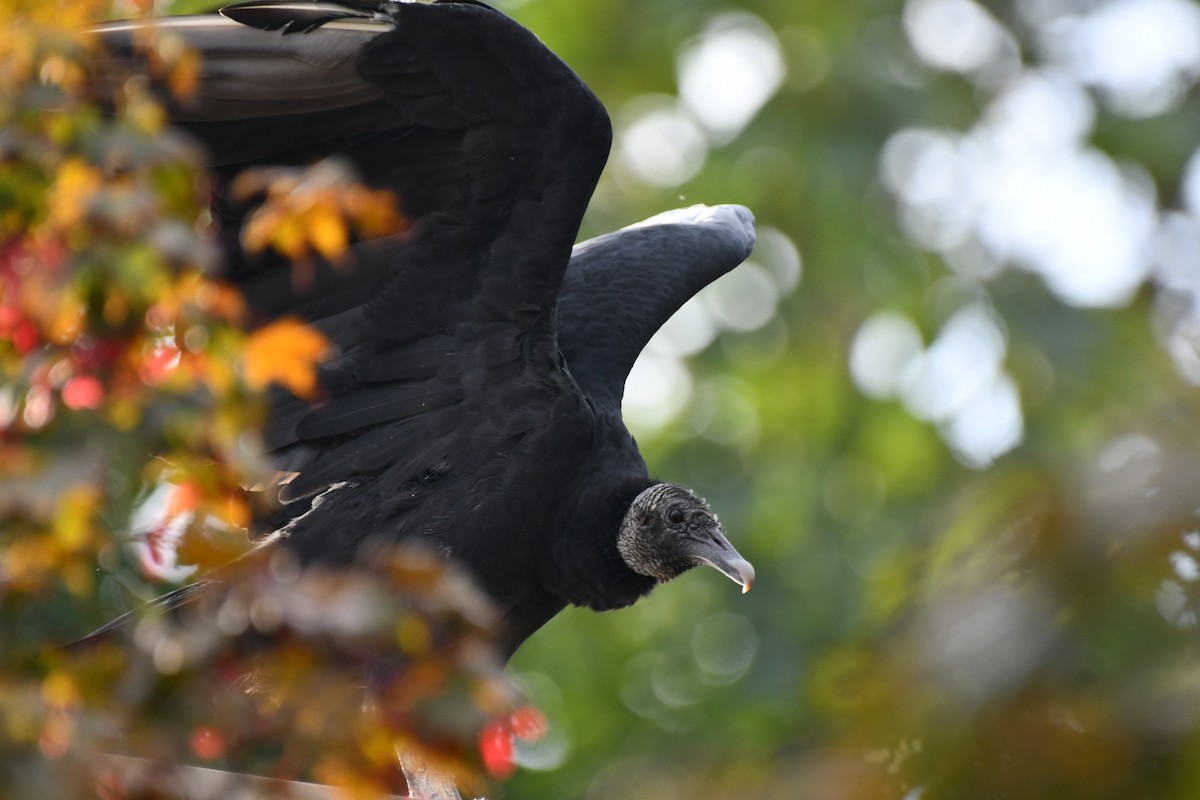 Black Vulture - ML643080281