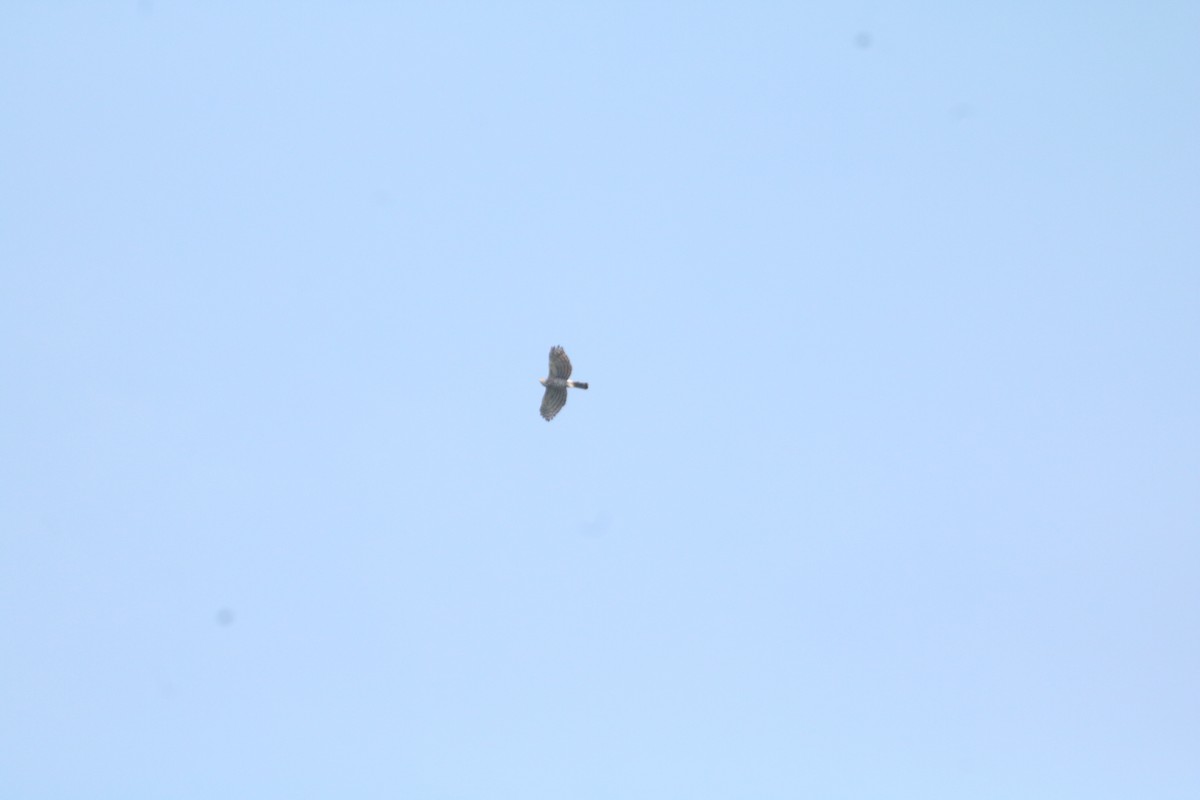 Crested Goshawk - ML643080282