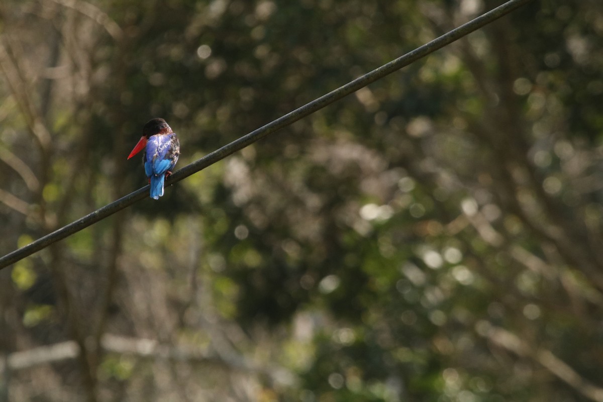 Javan Kingfisher - ML643080299