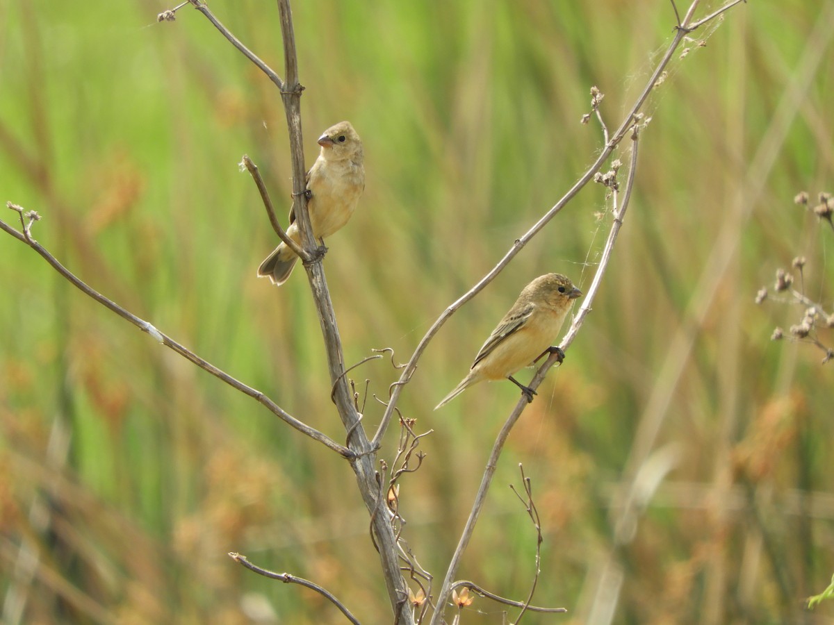 チャバラヒメウソ - ML643080345