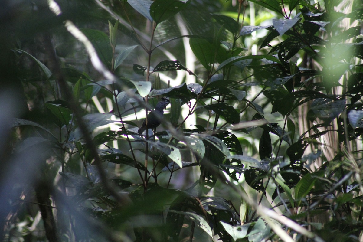 Salvadori's Antwren - ML643080348