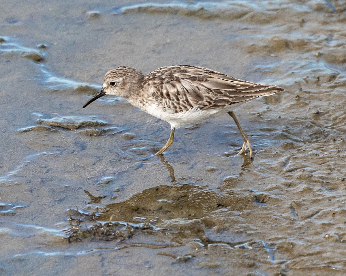 Least Sandpiper - ML643080363