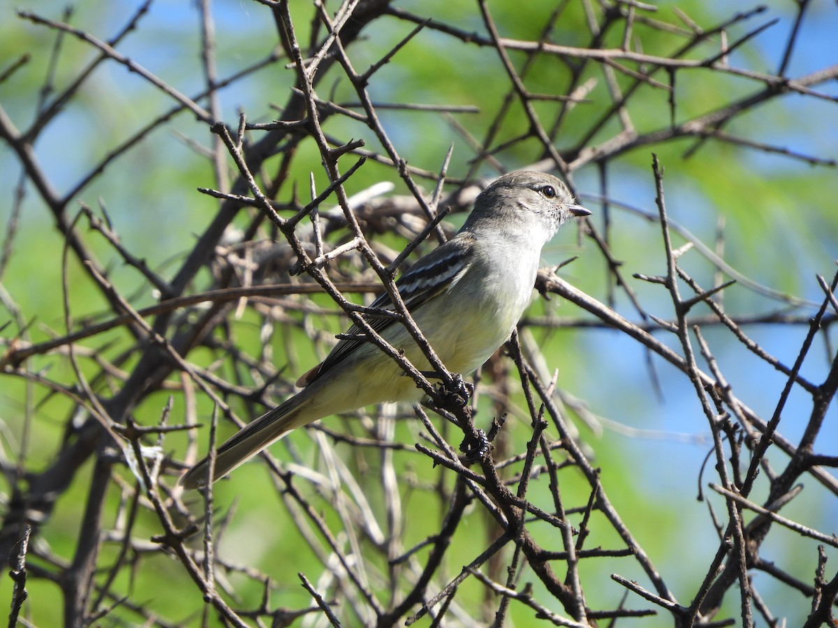 Southern Scrub-Flycatcher - ML643080396