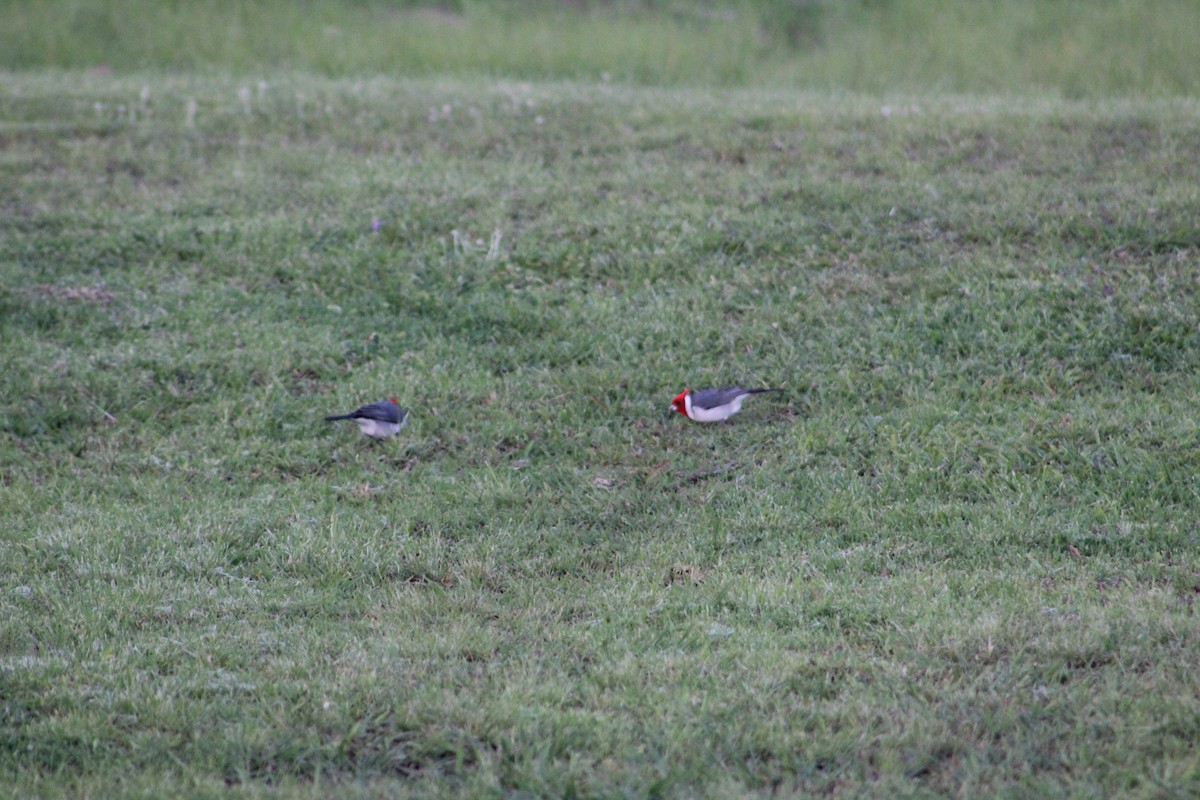 Red-crested Cardinal - ML643080401
