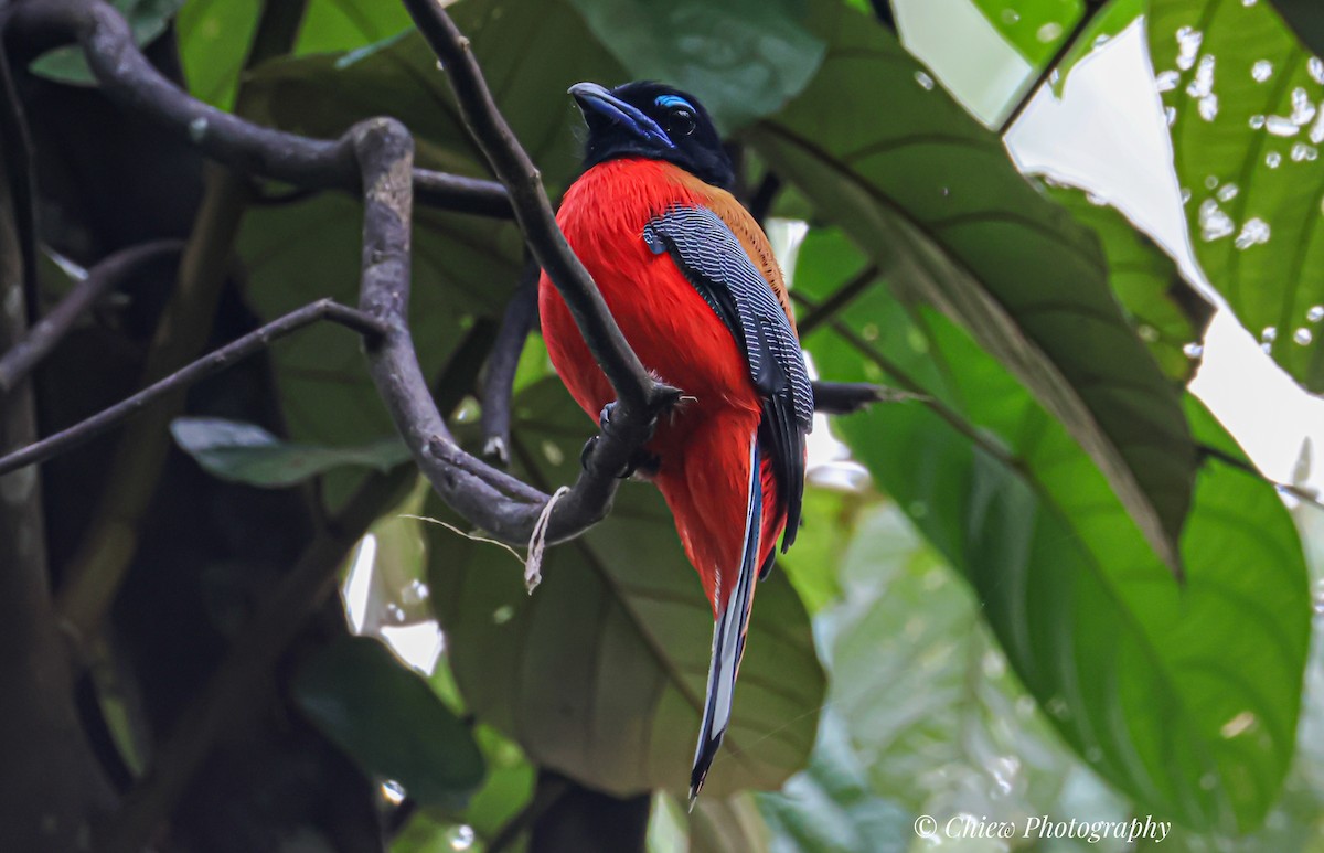 Scarlet-rumped Trogon - ML643080438