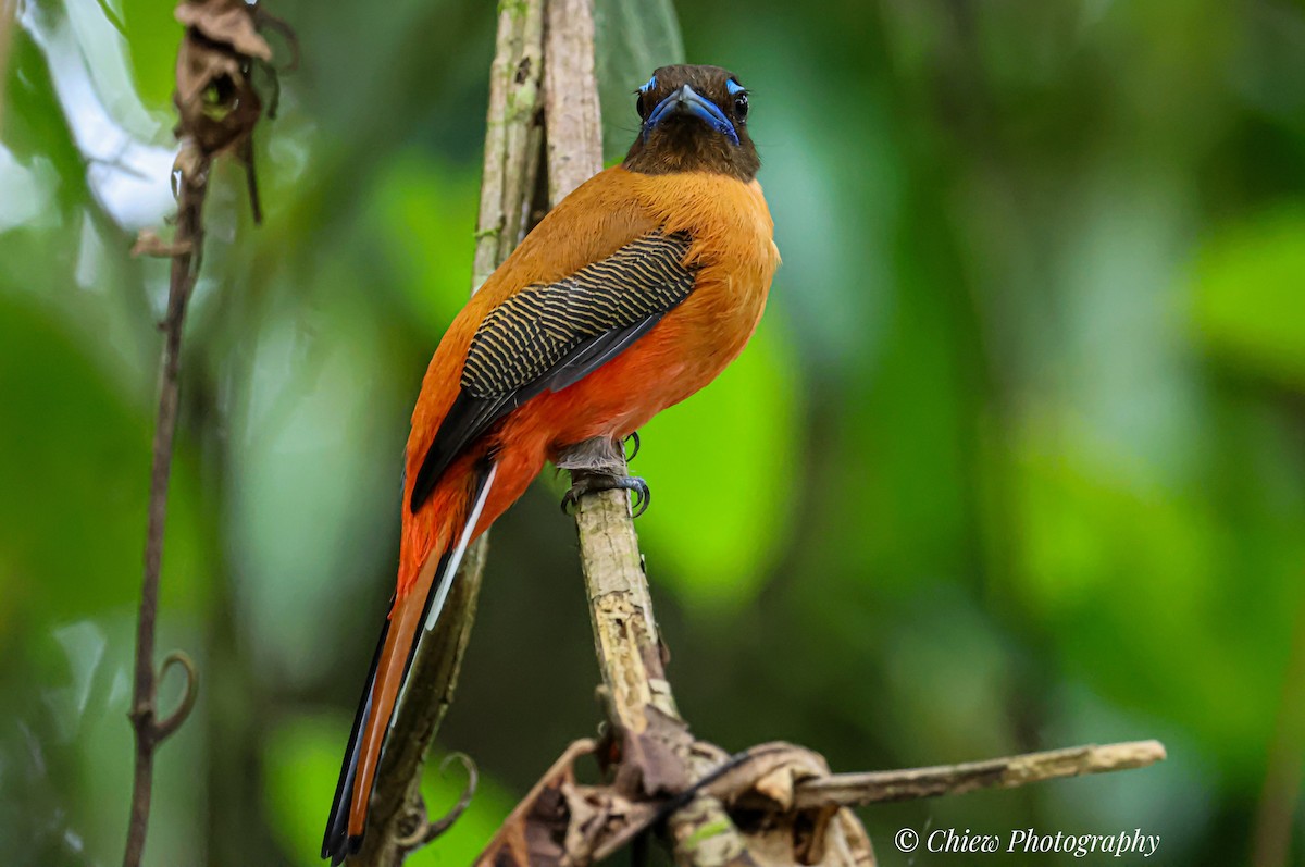 Scarlet-rumped Trogon - ML643080439