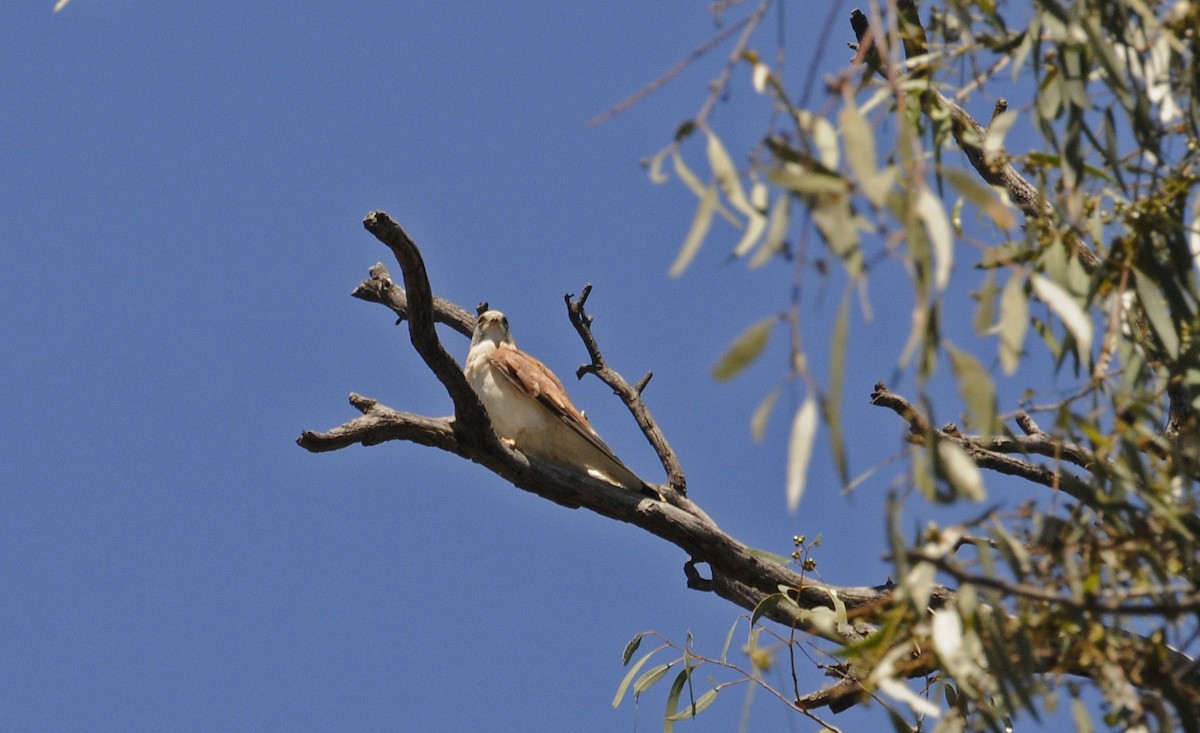 australfalk - ML643080443