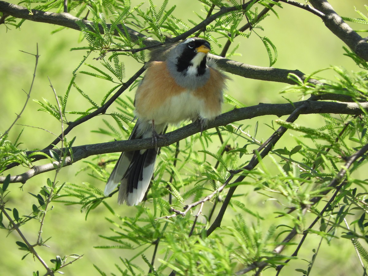 Saltator du Chaco - ML643080445