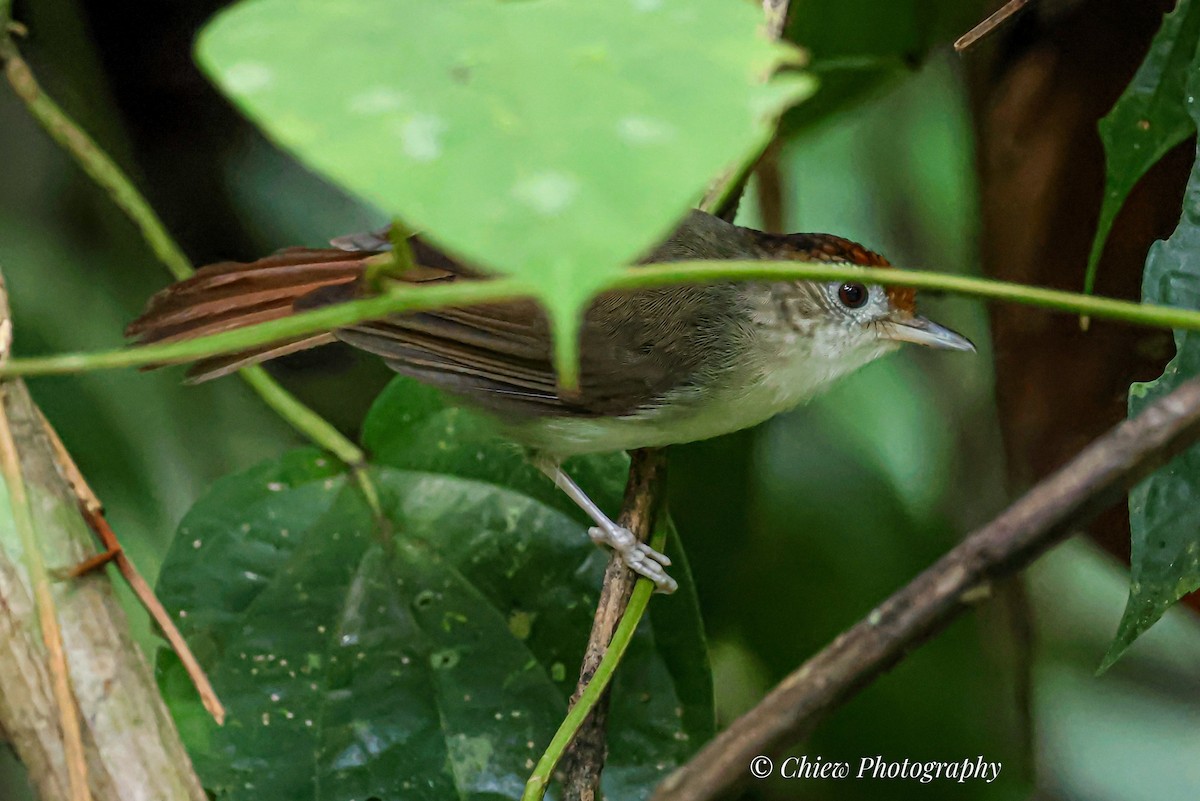 Scaly-crowned Babbler - ML643080458