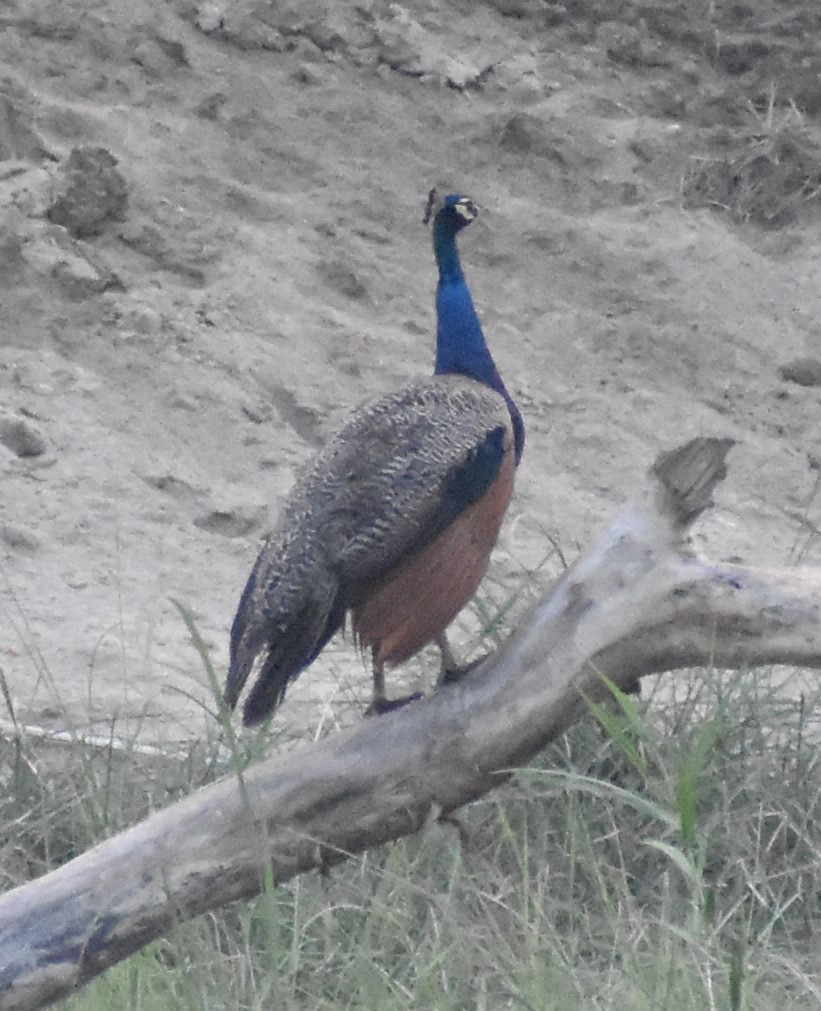 Indian Peafowl - ML643080464