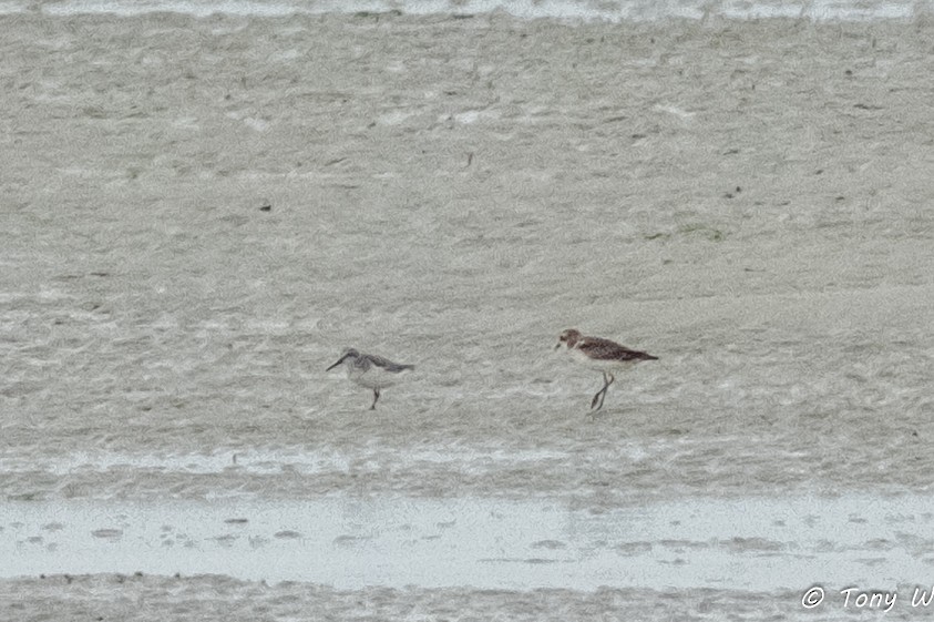 Broad-billed Sandpiper - ML643080482