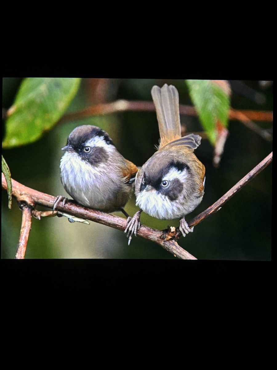 White-browed Fulvetta - ML643080492